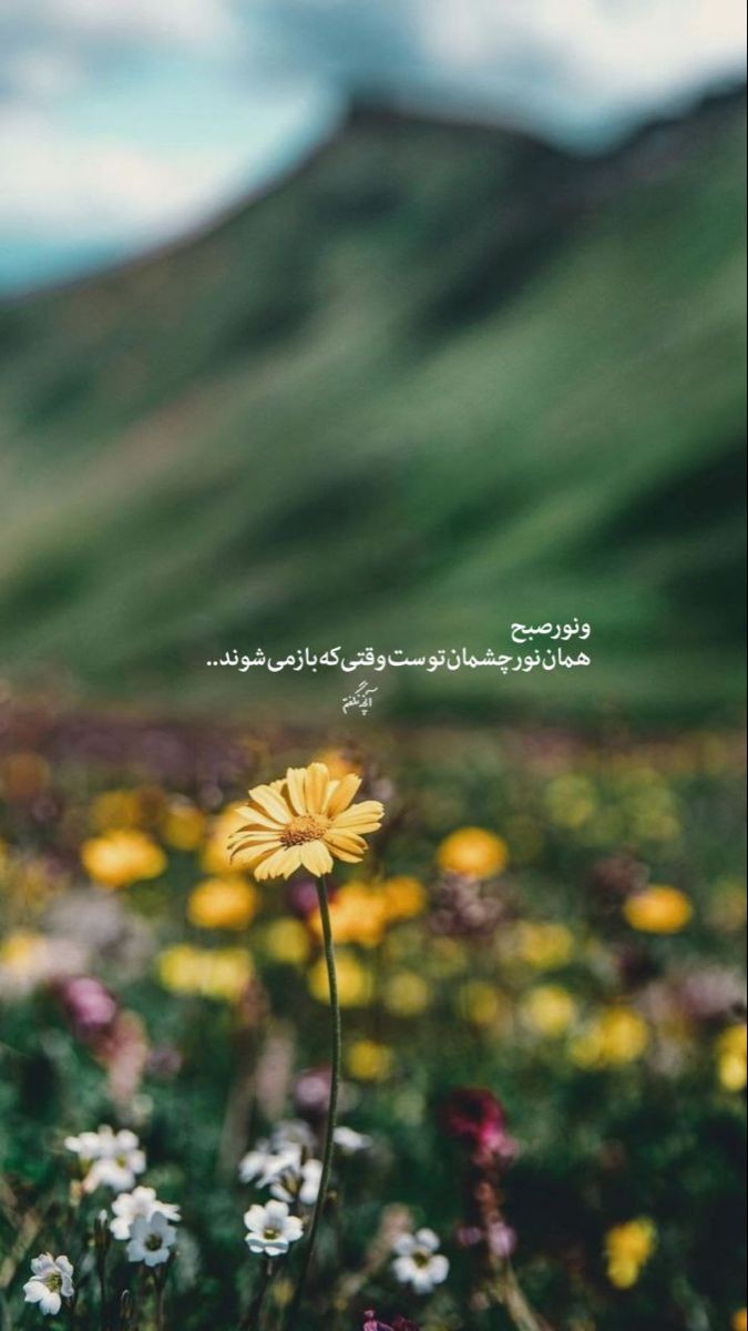 صبح بخیر272