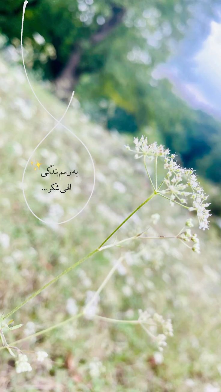 خدا24