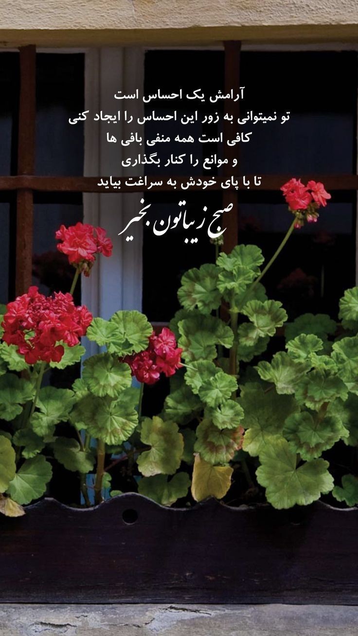 صبح بخیر261
