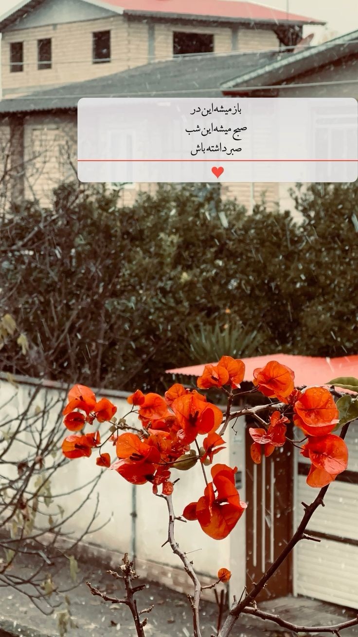 صبح بخیر274
