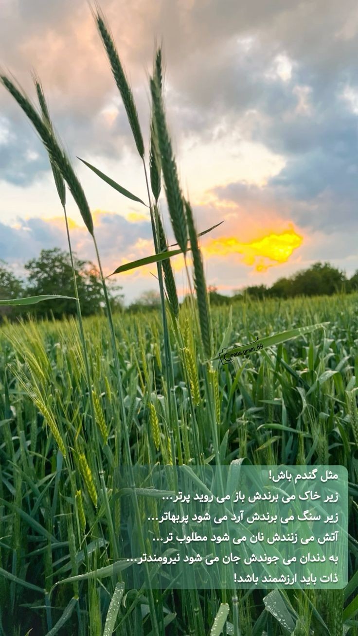 انگیزشی254