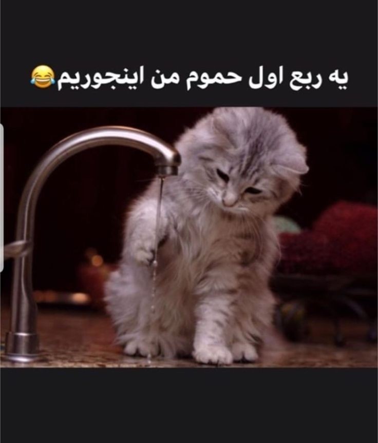 طنز279