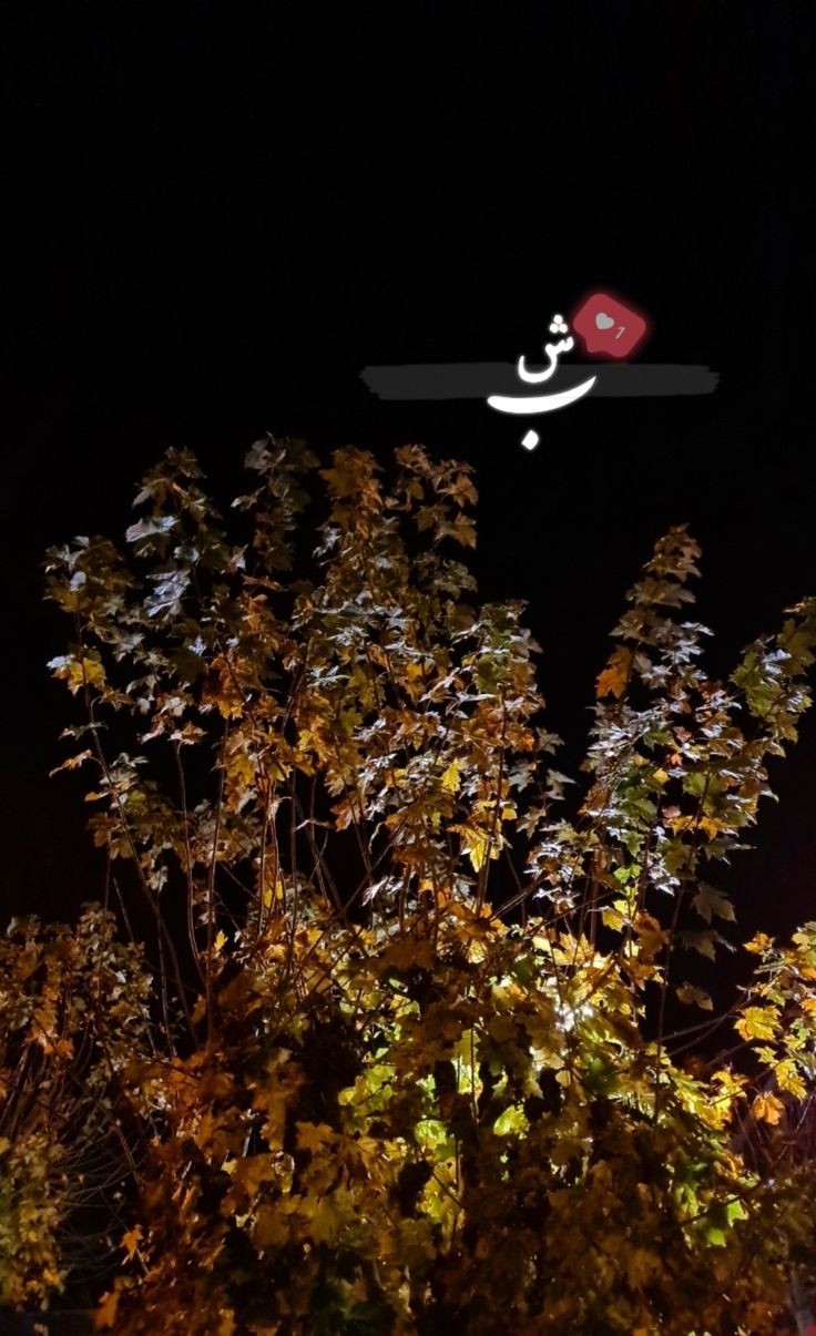 شب بخیر80