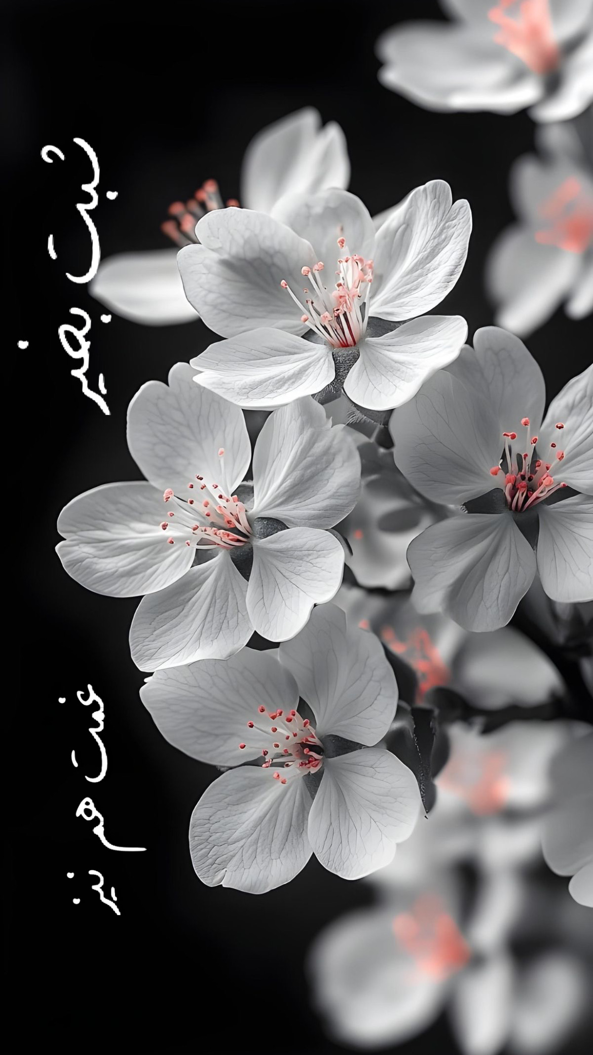 شب بخیر19