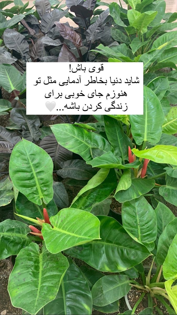 انگیزشی187