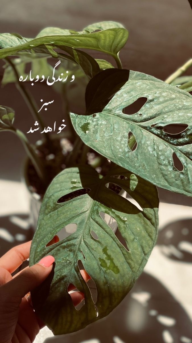 خدا16