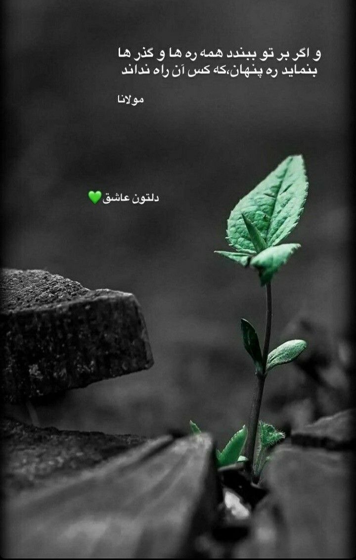 خدا38